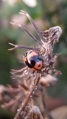 Cheilomenes sexmaculata