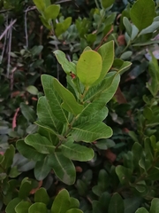 Lithraea caustica