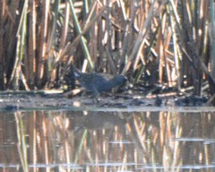 Porzana fluminea