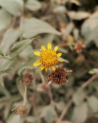 Leptocarpha rivularis