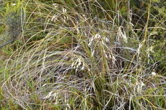 Chionochloa