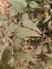 Leptocarpha rivularis