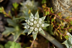 Eryngium vesiculosum
