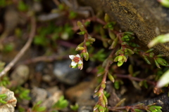 Crassula sinclairii