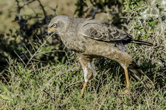 Melierax canorus canorus