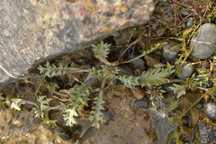 Eryngium vesiculosum