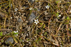 Limosella lineata
