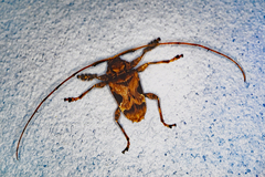 Lagocheirus araneiformis
