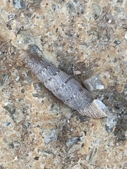 Papillifera papillaris