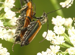 Anogcodes melanurus
