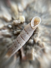 Papillifera papillaris