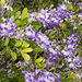 Texas Mountain Laurel - Photo (c) Greg Lasley, some rights reserved (CC BY-NC), uploaded by Greg Lasley