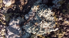 Squamarina lentigera