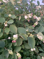 Symphoricarpos