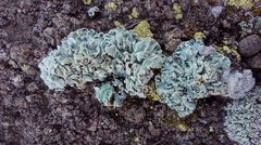 Squamarina lentigera