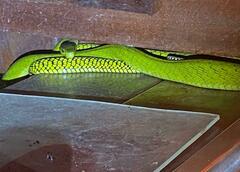 Dendroaspis jamesoni