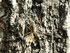 Phalangium opilio