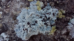 Acarospora nodulosa