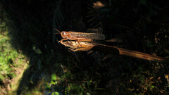Locusta migratoria