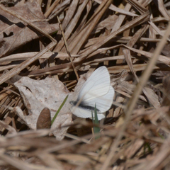 Pieris virginiensis