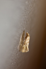 Gynnidomorpha