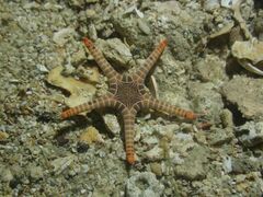 Iconaster longimanus