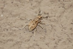 Ophryastes tuberosus