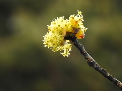 Sassafras randaiense