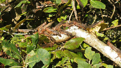 Locusta migratoria