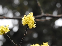 Sassafras randaiense