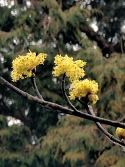 Sassafras randaiense