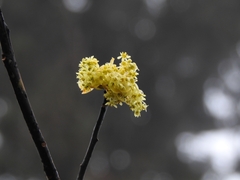 Sassafras randaiense