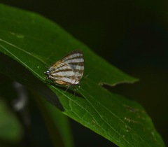 Arawacus lincoides