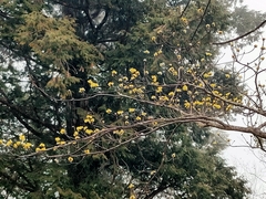 Sassafras randaiense