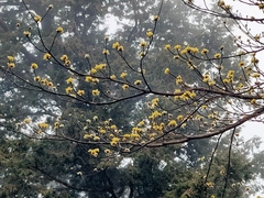 Sassafras randaiense