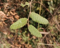 Nothofagus obliqua