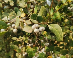 Azara integrifolia