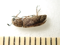 Ozotomerus japonicus