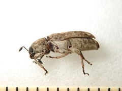 Ozotomerus japonicus
