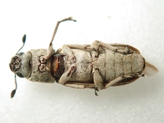 Ozotomerus japonicus