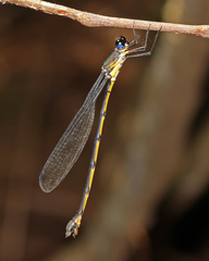 Synlestes selysi