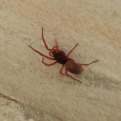 Dysderidae