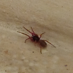 Dysderidae