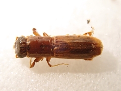 Platypus quercivorus