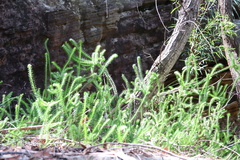 Epacris pulchella