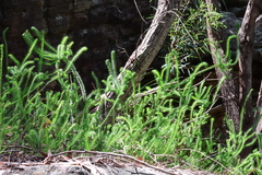 Epacris pulchella