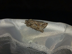 Autographa californica