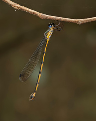 Synlestes selysi