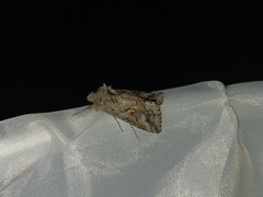 Autographa californica