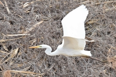 Ardea alba